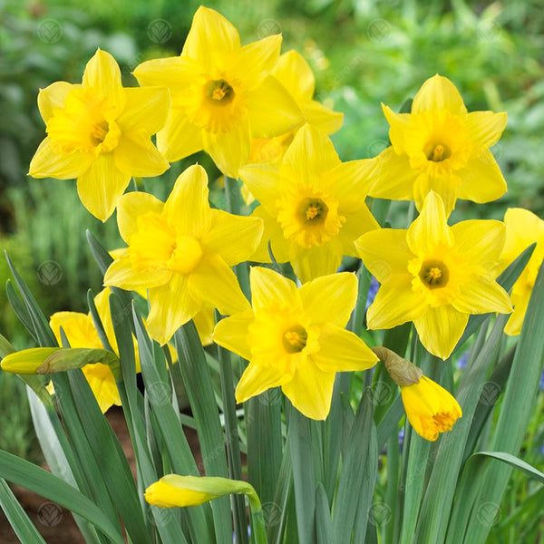 Narcissus 'Tamara'