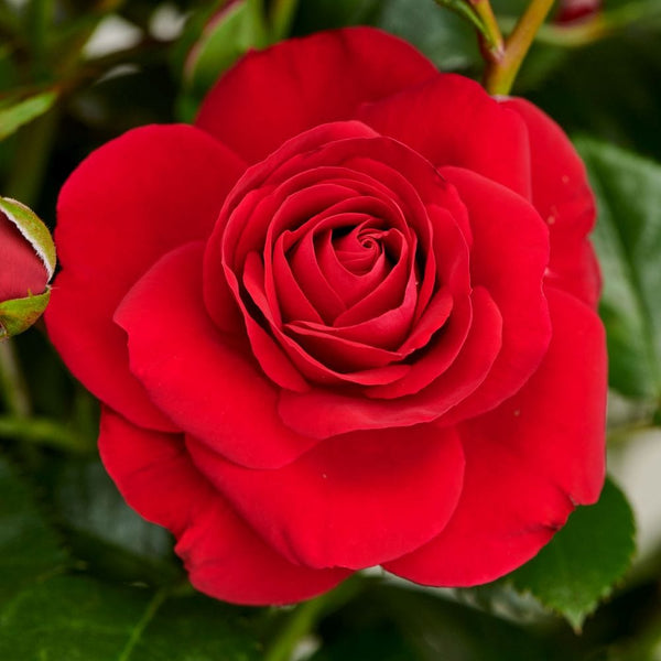 'Patio Hit Nikoline' Patio Shrub Rose