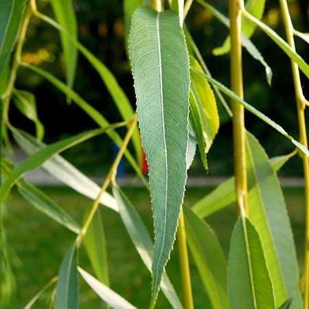 Golden Weeping Willow Hedging | Salix 'Chrysocoma'