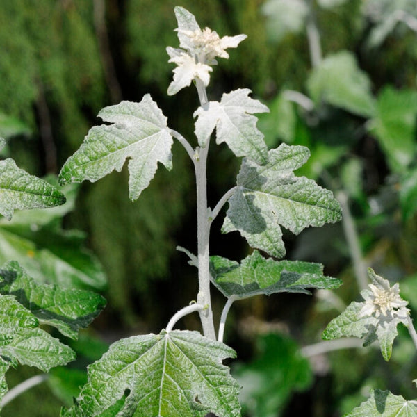 White Poplar Hedging | Populus alba