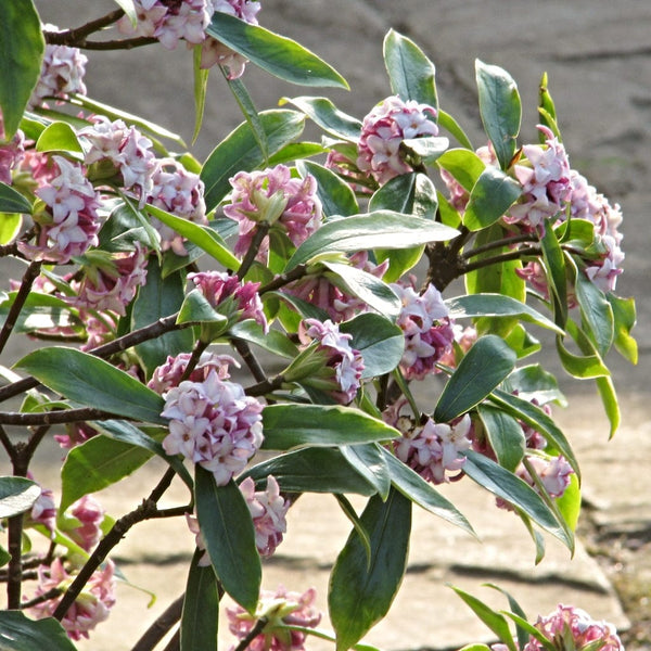 Variegated Winter Daphne | Daphne odora 'Aureomarginata'