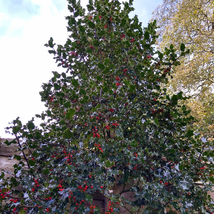 Pyramidal Holly | Ilex 'Nellie R Stevens' – Plantroops United Kingdom