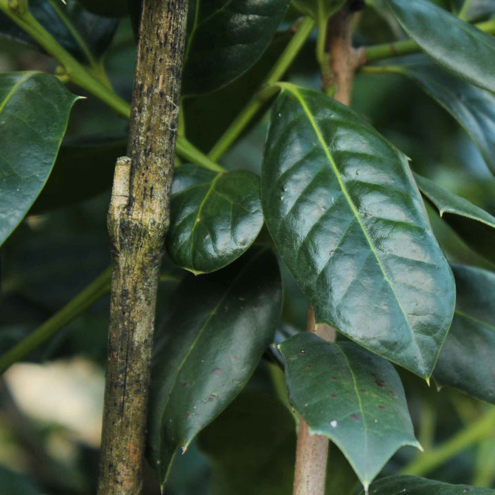 Pyramidal Holly | Ilex 'Nellie R Stevens' – Plantroops United Kingdom