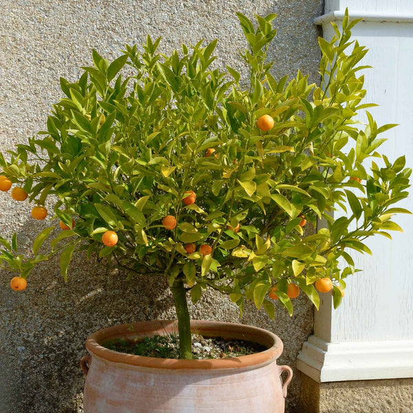 Patio Orange Tree | Sweet Orange
