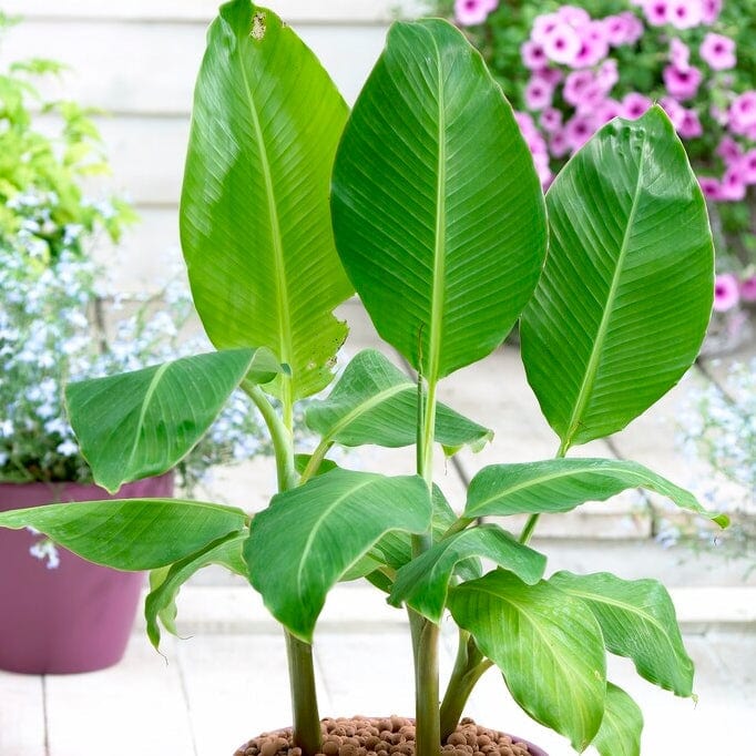 Hardy Banana Plant | Musa basjoo – Plantroops United Kingdom