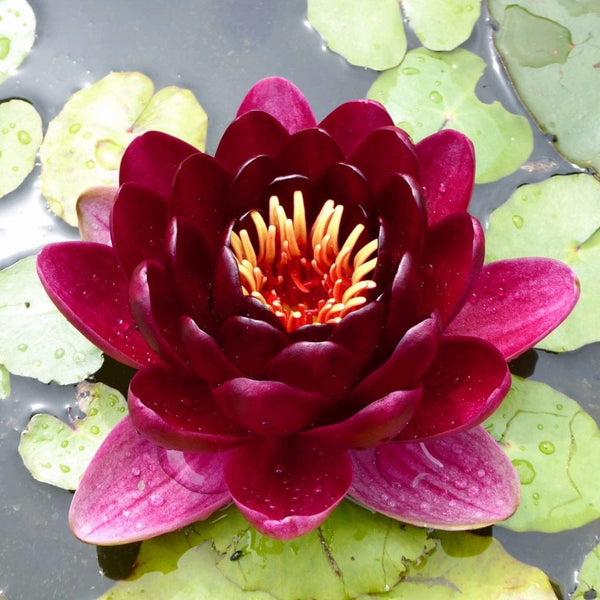 'Black Princess' Water Lily