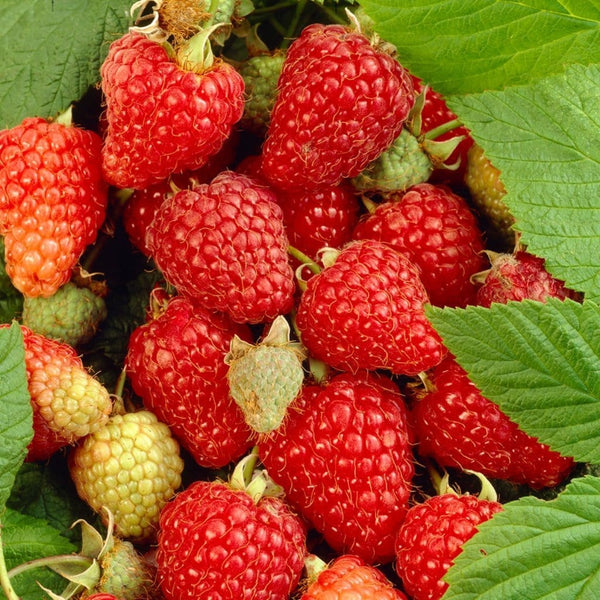 'Paris' Raspberry Bush
