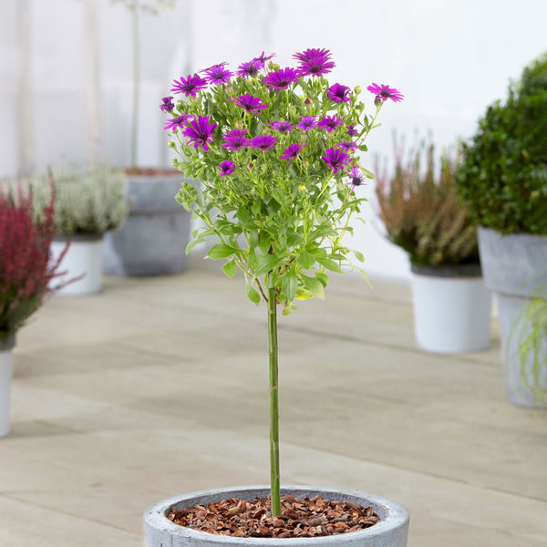 Purple Osteospermum Patio Tree