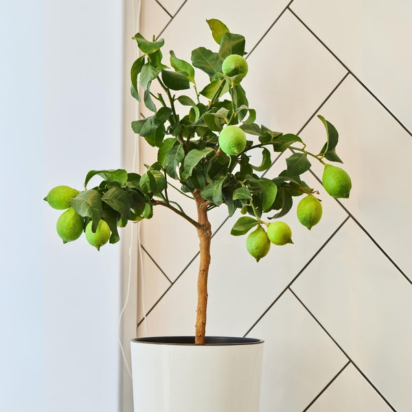 'Tahiti' Patio Lime Tree