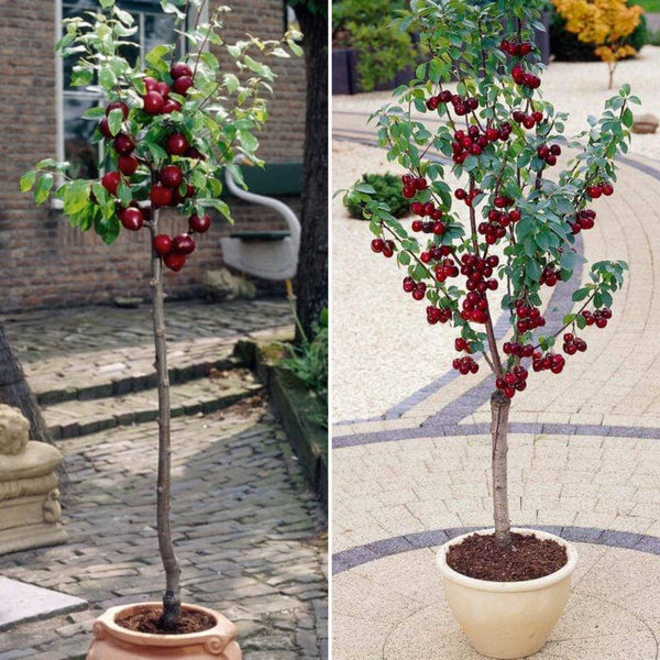 Patio Cherry and Plum Trees | Perfect Partners