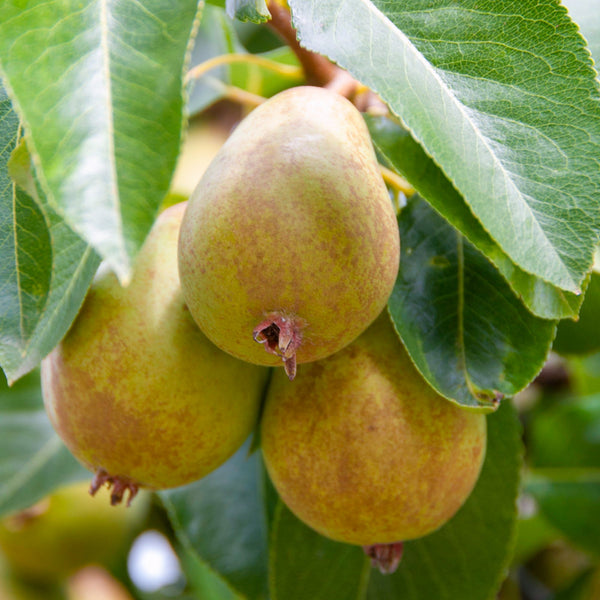 Pear 'Beth'