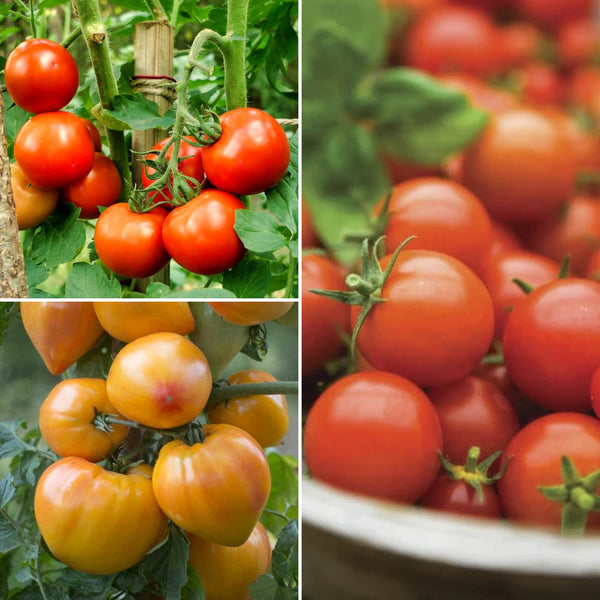 Proven Winners Tomato Plants Collection