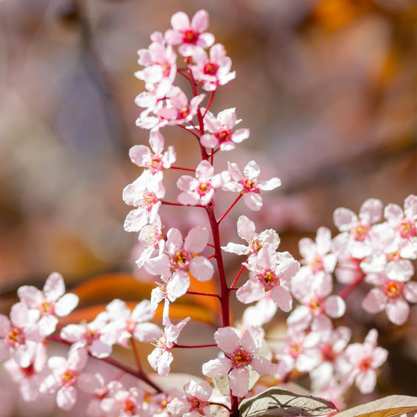 Prunus 'Colorata'