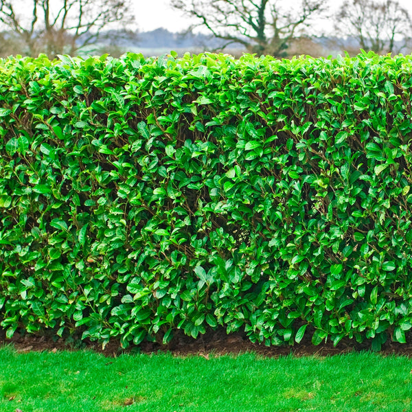 Cherry Laurel Bare Root Hedge