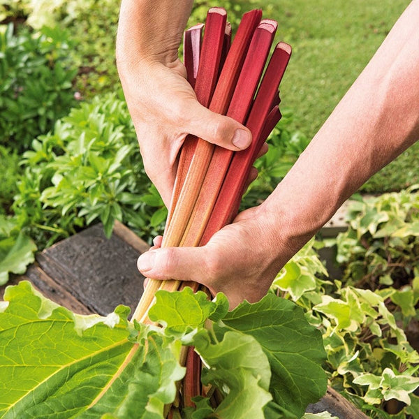 Rhubarb Crumble King Plants