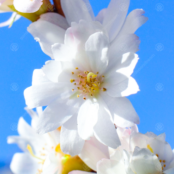 Prunus 'Autumnalis'