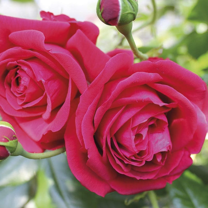 Republic de Montmartre (Floribunda) Rose Plants – Plantroops United Kingdom