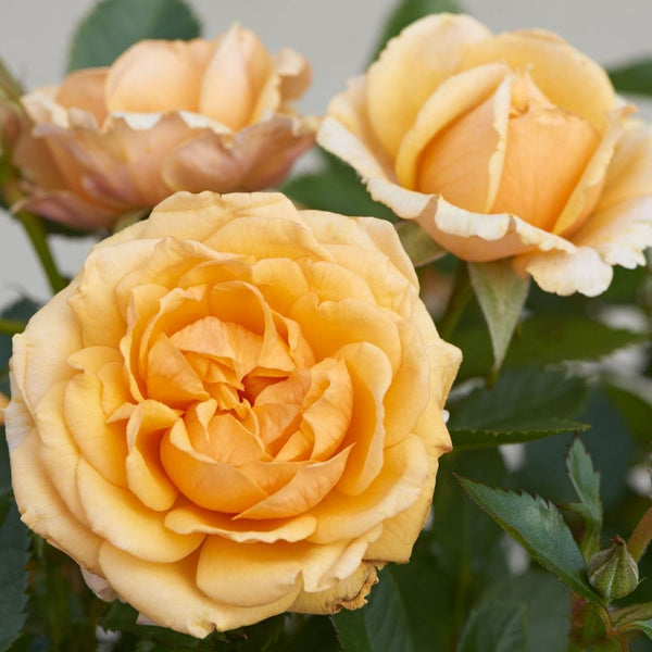 'Parade Radmila' Patio Shrub Rose