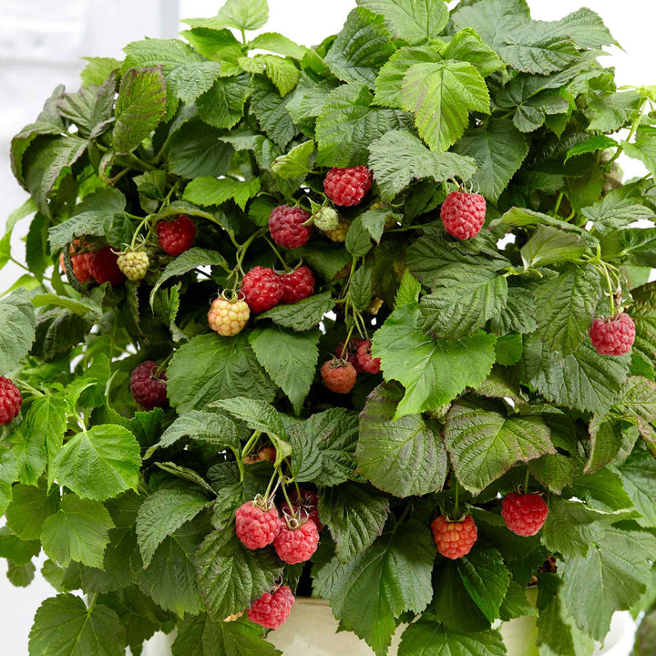 Raspberry Plant 'Yummy' – Plantroops United Kingdom