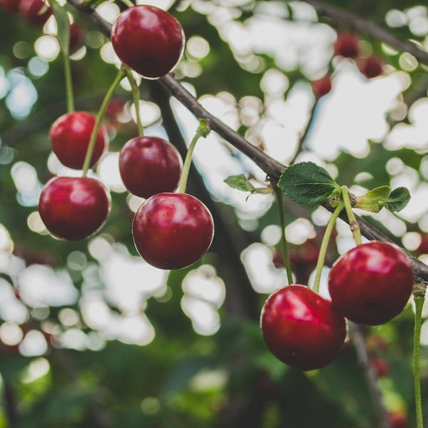 'Regina' Cherry Tree