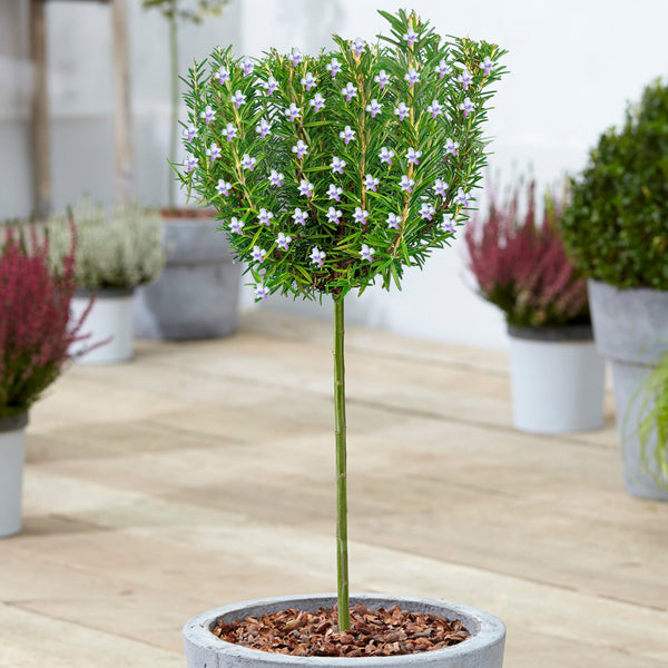 Rosemary officinalis Patio Tree
