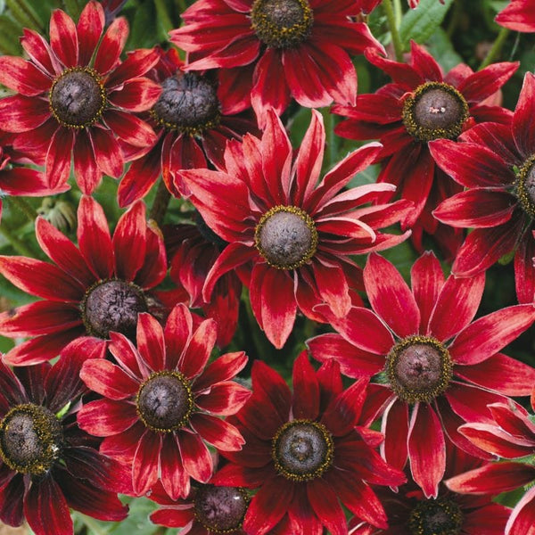 Rudbeckia Cherry Brandy Seeds
