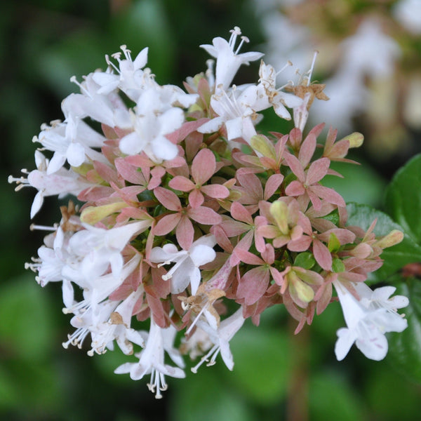 Abelia grandiflora