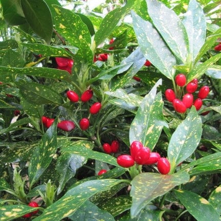 Aucuba japonica 'Crotonifolia'