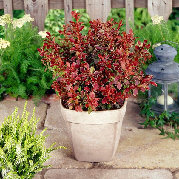 Berberis 'Admiration' | Japanese Barberry