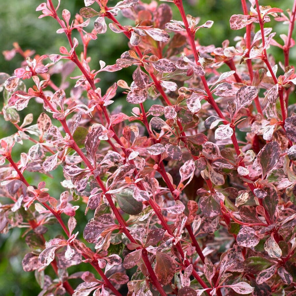 Berberis 'Harlequin' | Japanese Barberry