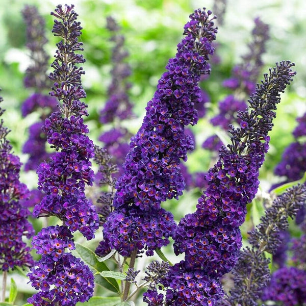 Buddleja davidii 'Black Knight' | Butterfly Bush