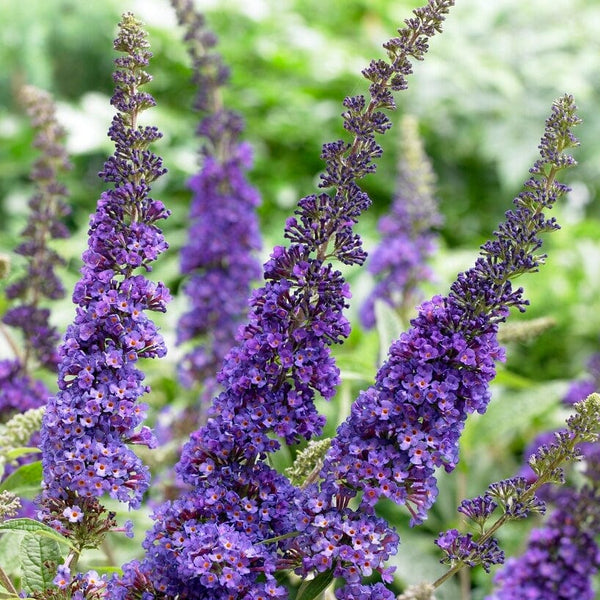 Buddleja davidii 'Empire Blue' | Butterfly Bush