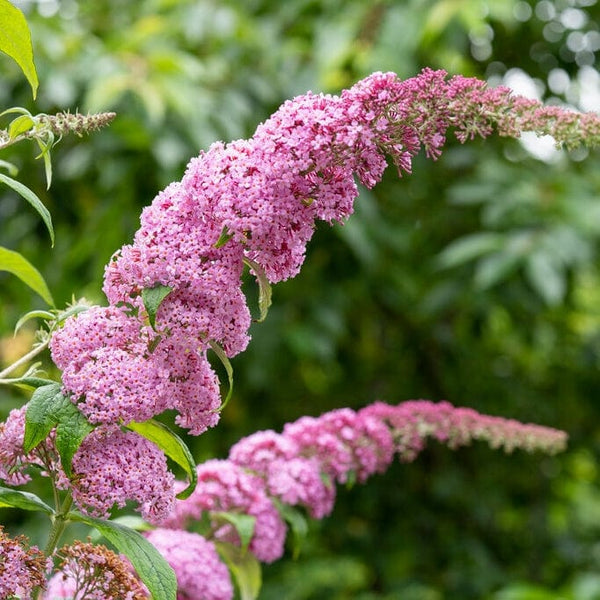 Buddleja davidii 'Pink Delight' | Butterfly Bush