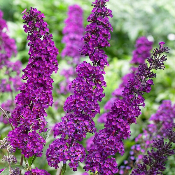 Buddleja davidii 'Royal Red' | Butterfly Bush
