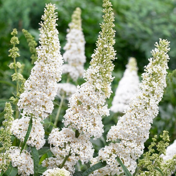 Buddleja davidii 'White Profusion' | Butterfly Bush