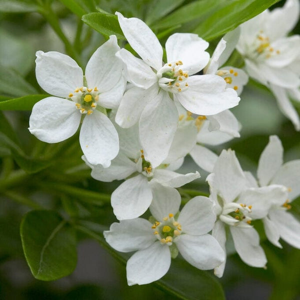 Mexican Orange Blossom | Choisya ternata