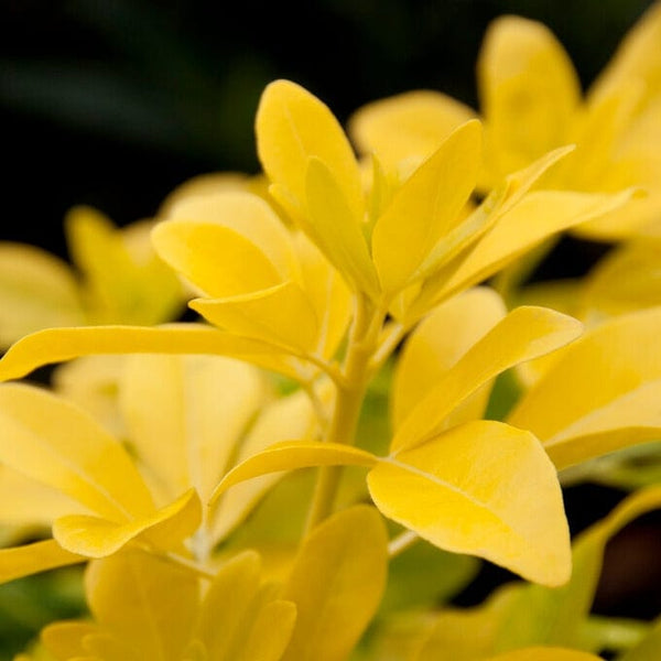 Mexican Orange Blossom 'Sundance' | Choisya ternata