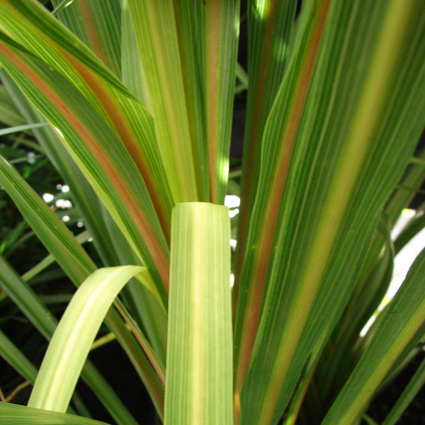 Cordyline australis | New Zealand Palm