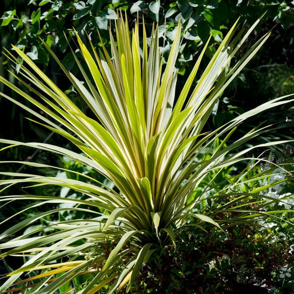 Cordyline 'Torbay Dazzler' | New Zealand Palm