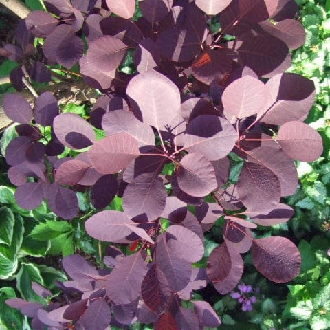 Cotinus 'Royal Purple' | Smoke Tree