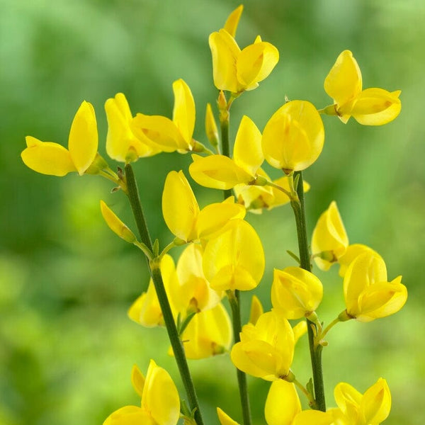 Cytisus 'Allgold'