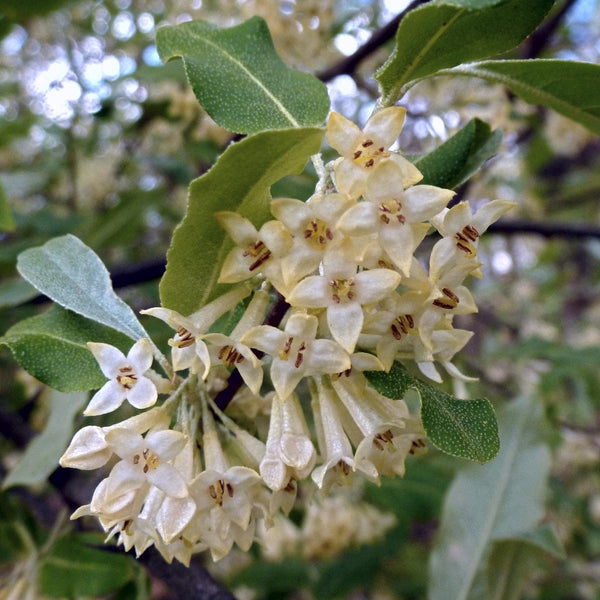 Compact Oleaster | Elaeagnus ebbingei 'Compacta'