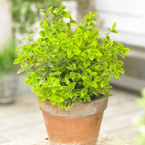 Euonymus 'Emerald 'n' Gold'