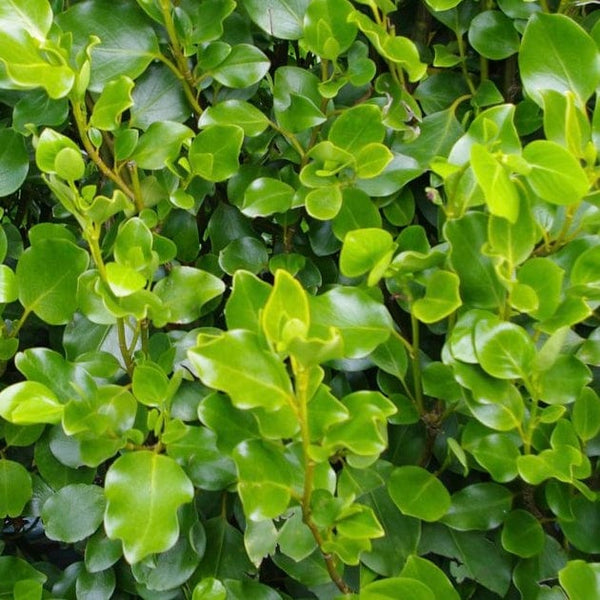 New Zealand Broadleaf | Griselinia littoralis | Kapuka