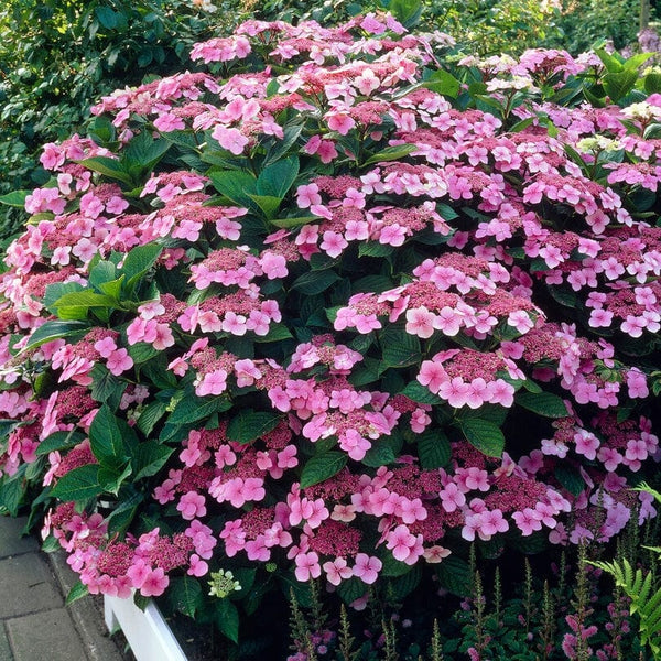 Hydrangea macrophylla 'Mariesii Perfecta'