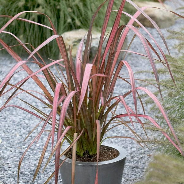 Phormium 'Evening Glow'