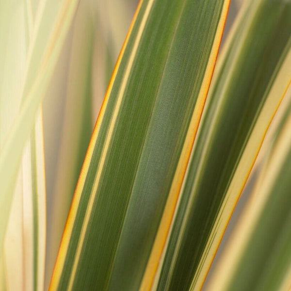 Phormium 'Golden Ray'