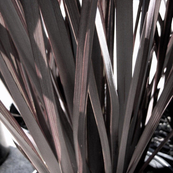 Phormium 'Platts Black'