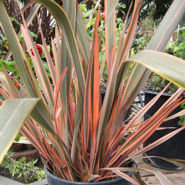 Phormium 'Sundowner'