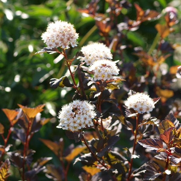 Physocarpus 'Diabolo'